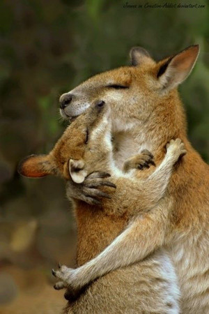 cute-animal-hugging-pictures-009.jpg