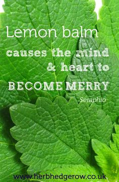 Lemon balm causes the mind and heart to become merry - Seraphio. #herb ...
