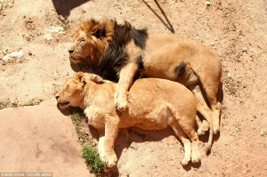 Sweet: The adorable moment two big cats settled down for an afternoon ...