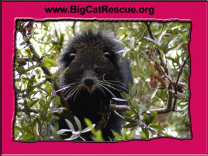 Related Pictures savannah cat rescue california