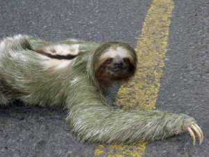 from denny the above photo is funny considering sloths are