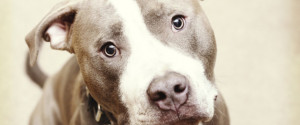 pit bull looks up at the camera in this stock photo. | Cristie ...