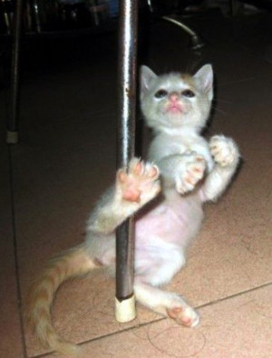 Pole dancing cat