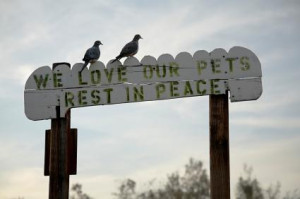 Newly-bereaved pet owners may find comfort in Bible verses