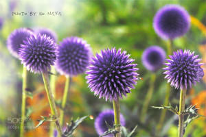 flowers pom pom lavender jpg