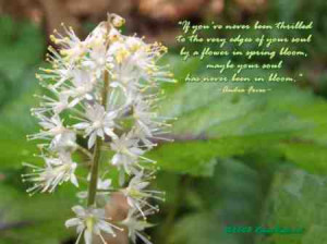 ... quotes wise quotes words of wisdom words of wisdom quotes spring