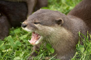... otter;otters;S.I;SI;South-Is;South-island;teeth;wildlife;wildlife-park