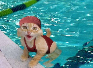 Funny cat pictures were swimming