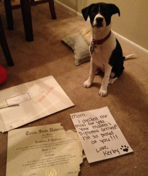 16081 - He's so ashamed. He chewed his mom's master degree diploma!