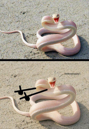 Related Pictures funny snake picture 10 jpg