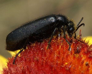 Blister Beetles Nemognatha Spp