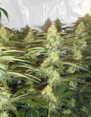 Marijuana Plant Island Jamaica