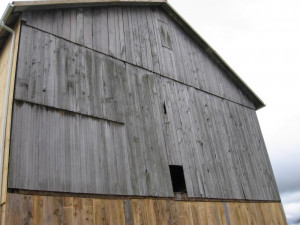 weathered barn siding