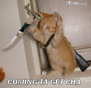 Funny cat pictures with guns, funny cat picture, funny cats photos