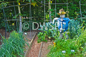 Garden, gardens, vegetable, vegetables, vegetable garden, vegetable ...