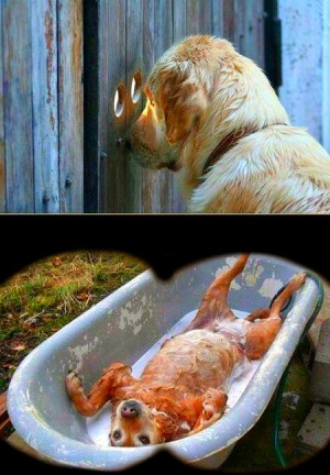 Funny dog bath pictures