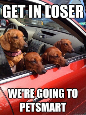 ... attack of the funny animals , funny animal pictures , funny animals