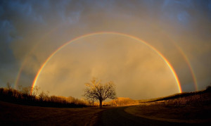 at left is a fisheye lens view of the rainbow including the old tree ...