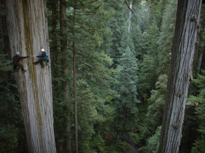 Redwood Tree, California