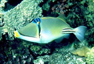 Funny Quotes Contact Dmca...