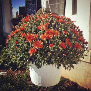 Save on hanging baskets by buying regular flower pots and planting in ...