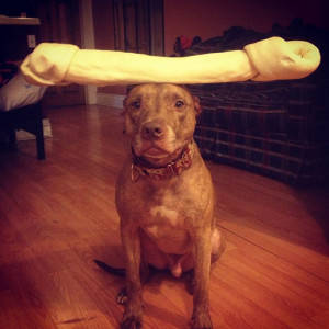 scout-pitbull-balances-big-rawhide-bone
