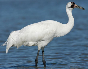 Whooping Crane Two Syllable Bugling Call Often Calls Pairs Male