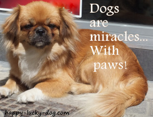 Dog Quotes and Sayings