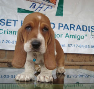 Hush Puppies Garantizado Basset Hound Visite Nuestro Tipo De picture