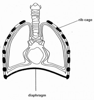 Inhalation And Exhalation Diagram picture