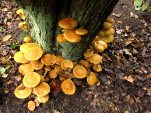 Fungi Reproduction