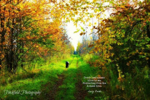 Art landscape photography autumn famous quotes by finchfieldart, $33 ...