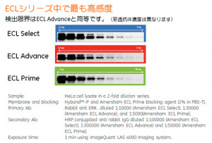 ECL Select Western Blotting Detection System