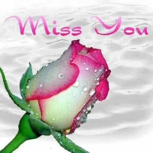 Miss you rose