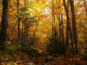 Peak season of fall foliage, Camel’s Hump State Park, Vermont.