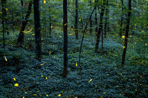 Fireflies Are “Cannibals”—And More Surprising Facts About the ...