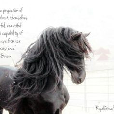 Horse Quotes And Sayings For Girls | Lash Walls