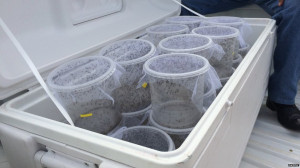 ... genetically engineered mosquitoes from pots in the back of the vehicle