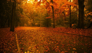autumn_road_wallpaper_autumn_nature_wallpaper_1024_600_widescreen_1075 ...