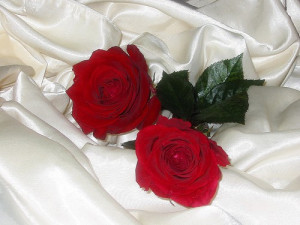 -Good-Night-Rose-rosen-just-for-fun-flowers-Mette-FlorileMele-roses ...
