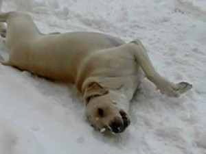 Yellow Labrador Loving Snow! Funny Lab Video!