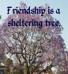 ... trees provide support, shelter, energy and comfort - just like friends