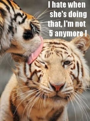 funny tiger and cub funny tiger and cub
