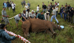 Workers hold a rhino during a media demonstration at the Rhino and ...