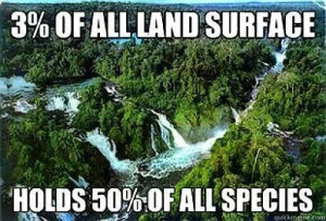 Save the rainforest!