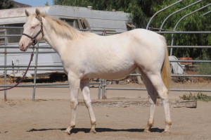 ... look! Hard to find double dilute homozygous dun AQHA filly for sale