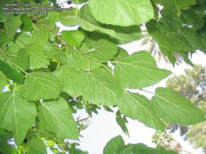 Red Mulberry Tree Leaf
