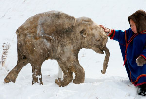 Nenets boy touches a mammoth carcass outside the Shemanovsky Museum ...