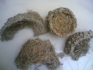 View Product Details: swallow bird nest