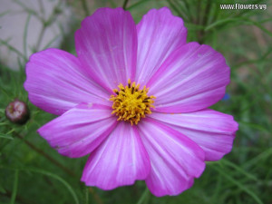 Cosmos Flower 6 1024×768 picture